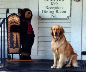 dog friendly hotels in the white mountains