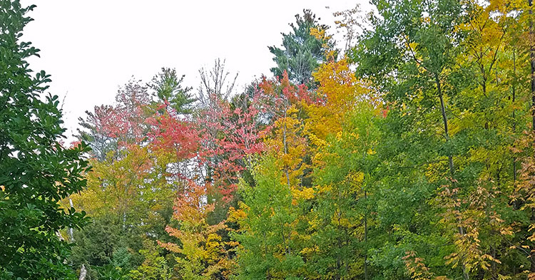 7 Ways to Enjoy the Best White Mountains Fall Foliage | Christmas Farm ...