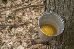 Maple Month in the White Mountains